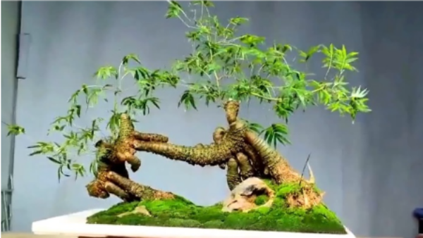 Lai xuat hien trao luu tre bonsai sieu doc choi Tet-Hinh-5