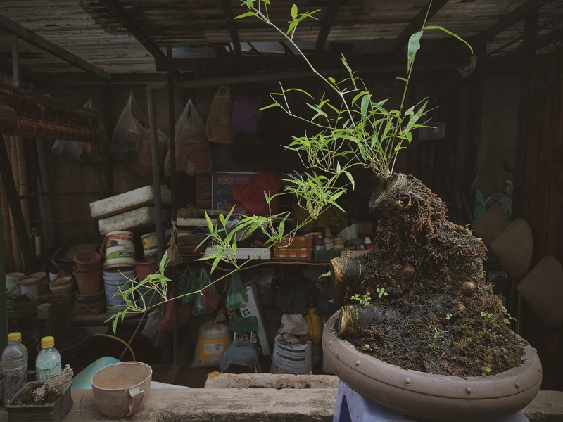 Lai xuat hien trao luu tre bonsai sieu doc choi Tet-Hinh-8