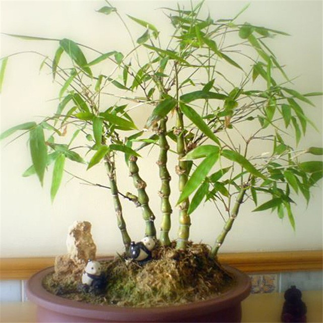 Lai xuat hien trao luu tre bonsai sieu doc choi Tet-Hinh-10