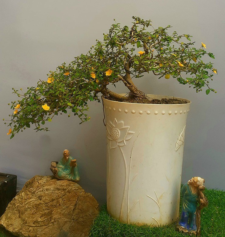 Hoa dai len doi thanh bonsai hut khach trong dip Tet-Hinh-2