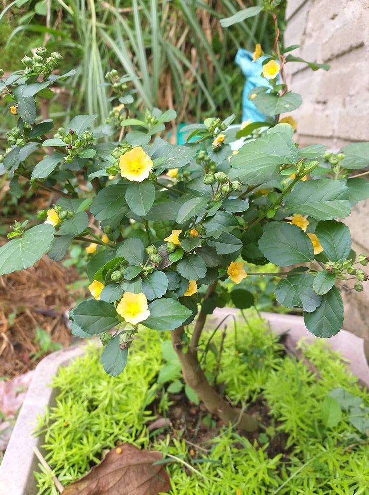 Hoa dai len doi thanh bonsai hut khach trong dip Tet-Hinh-4