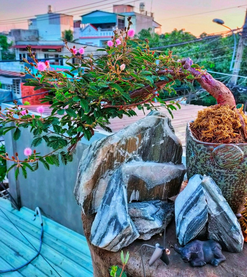 Hoa dai len doi thanh bonsai hut khach trong dip Tet-Hinh-5