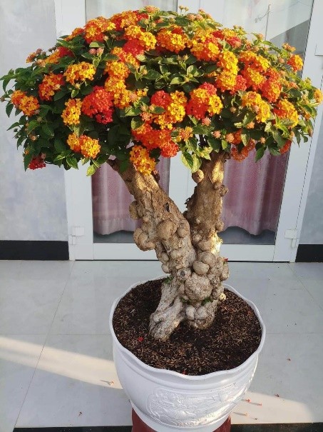 Hoa dai len doi thanh bonsai hut khach trong dip Tet-Hinh-8