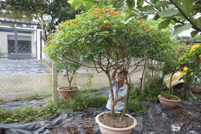 Hoa dai len doi thanh bonsai hut khach trong dip Tet-Hinh-9