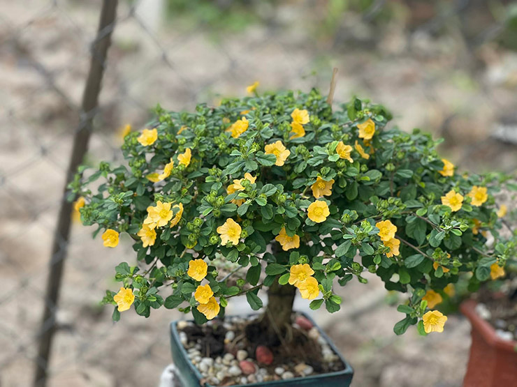 Hoa dai len doi thanh bonsai hut khach trong dip Tet