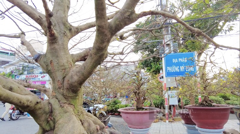 Can canh nhung cay mai tram tuoi gia tien ty-Hinh-11