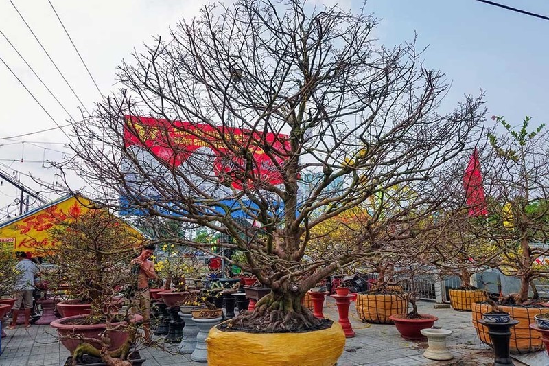 Can canh nhung cay mai tram tuoi gia tien ty-Hinh-9