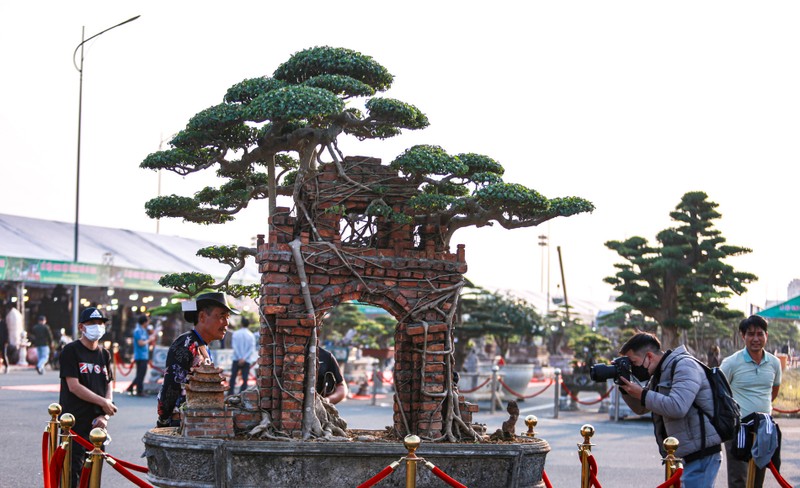 An tuong cay sanh co tram tuoi gia toi 10 ty dong