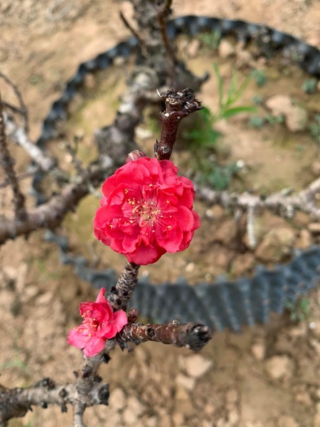 Can canh nhung cay dao khung xuong pho cho nguoi mua ve chung Tet-Hinh-13