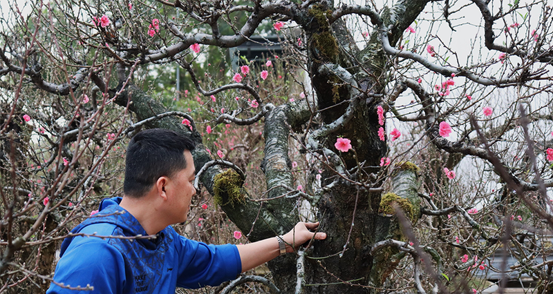 Can canh nhung cay dao khung xuong pho cho nguoi mua ve chung Tet-Hinh-6