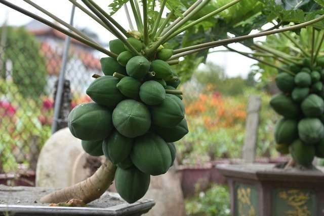 Can canh du du bonsai triu qua cho khach ruoc ve choi Tet-Hinh-2