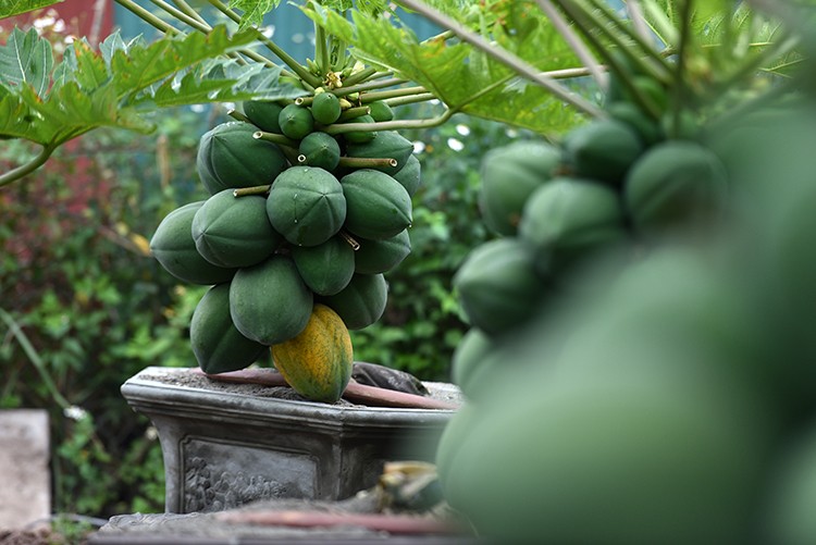 Can canh du du bonsai triu qua cho khach ruoc ve choi Tet-Hinh-5