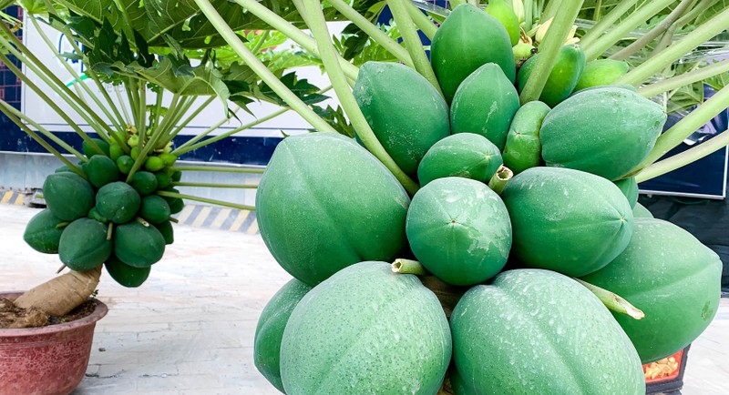 Can canh du du bonsai triu qua cho khach ruoc ve choi Tet-Hinh-7