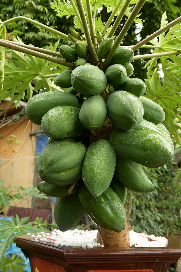 Can canh du du bonsai triu qua cho khach ruoc ve choi Tet-Hinh-8