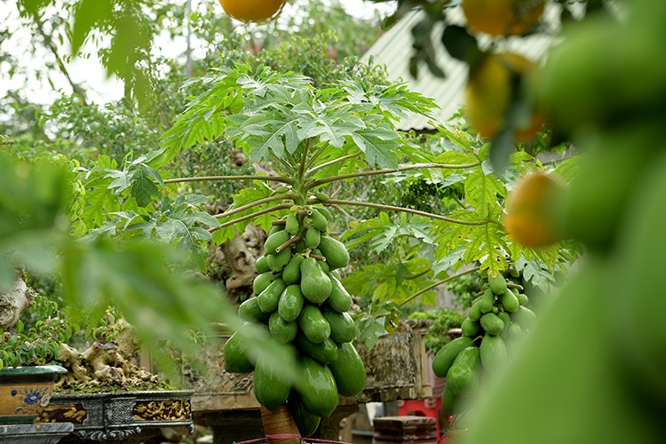 Can canh du du bonsai triu qua cho khach ruoc ve choi Tet-Hinh-9