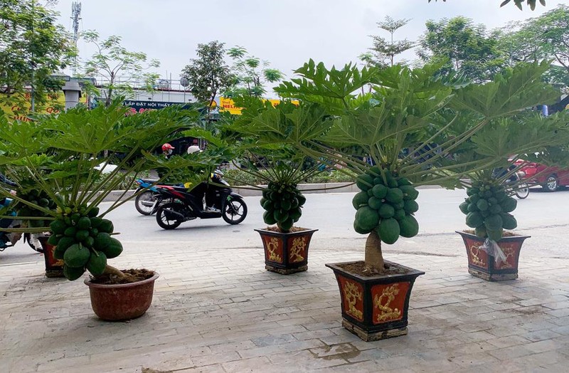 Can canh du du bonsai triu qua cho khach ruoc ve choi Tet