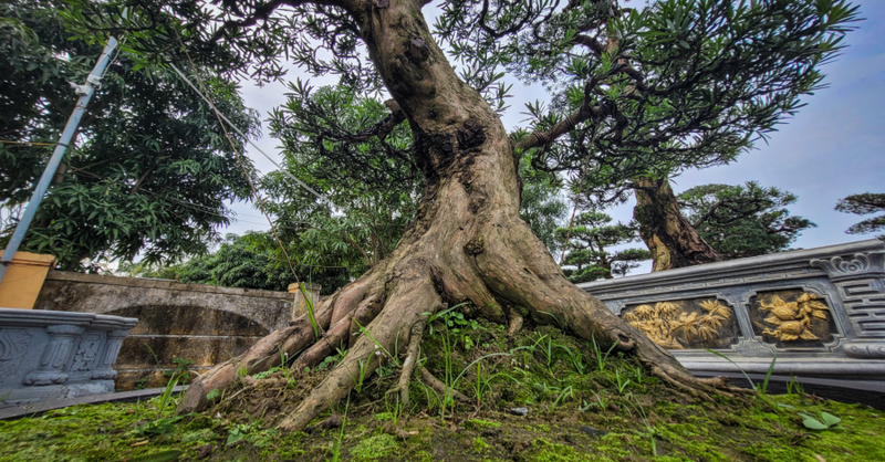 Loat goc tung la han tuoi hang chuc nam gia tram trieu hut khach-Hinh-8