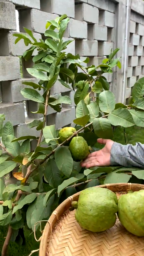 Mat mat biet thu nghin met vuong cua Truong Giang - Nha Phuong-Hinh-8