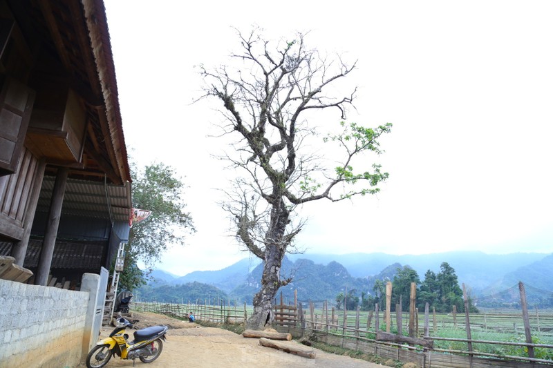 Bat mi ve cay loc vung co thu chi dai gia moi mua duoc