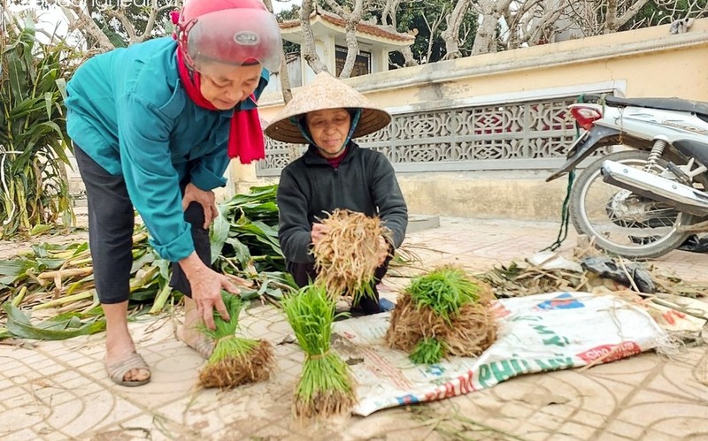 Thu vi phien cho ban lua non doc la o Nghe An-Hinh-7