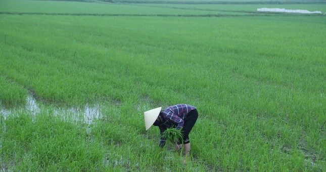 Thu vi phien cho ban lua non doc la o Nghe An-Hinh-9