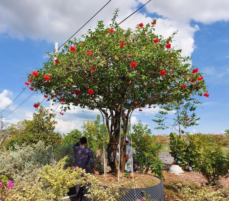 Hoa dam but tro thanh sieu pham bonsai dat hang-Hinh-2