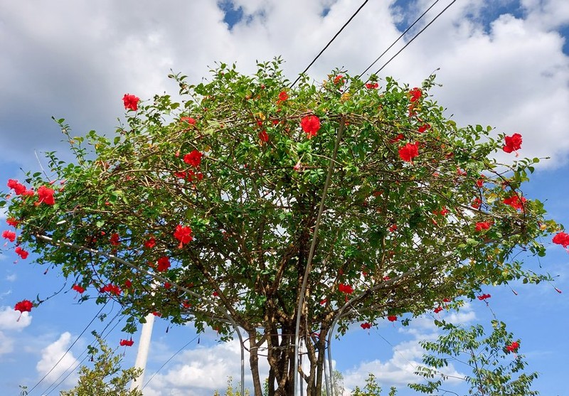 Hoa dam but tro thanh sieu pham bonsai dat hang-Hinh-3