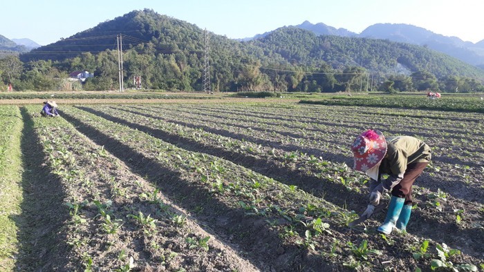 Bat ngo nhung loat rau cu khong lo trong vuon nong dan Viet-Hinh-5