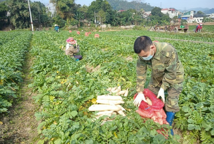 Bat ngo nhung loat rau cu khong lo trong vuon nong dan Viet-Hinh-6