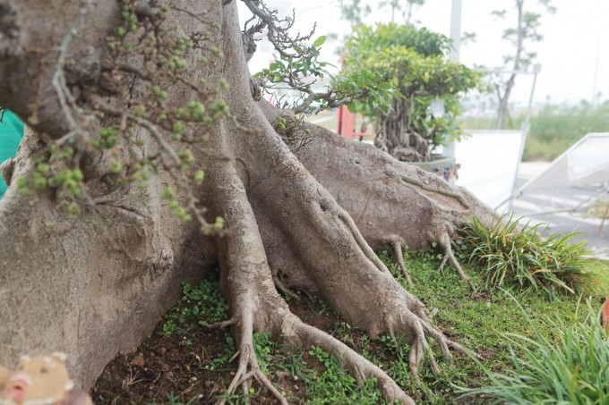 Cay sung dang doc 10 ty cua dai gia Ha thanh-Hinh-5