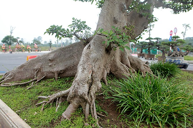 Cay sung dang doc 10 ty cua dai gia Ha thanh-Hinh-9