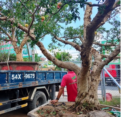 Ngam luu bonsai co thu 100 trieu khien dai gia me man-Hinh-3