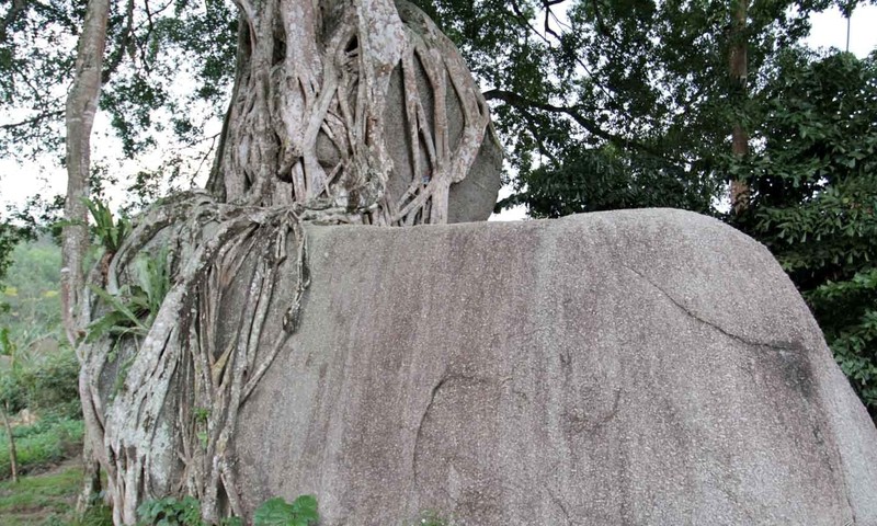 Nhieu tien den may cung kho mua sanh co bam da hoa cuong-Hinh-6