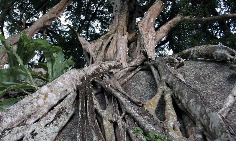 Nhieu tien den may cung kho mua sanh co bam da hoa cuong-Hinh-7