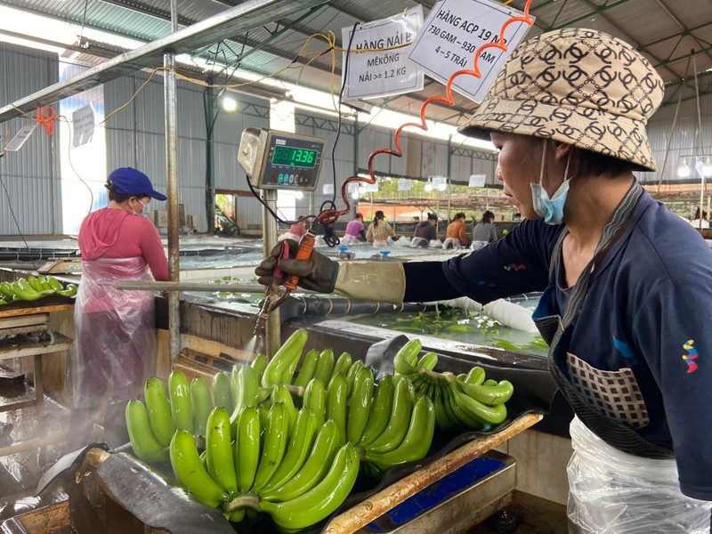 Ben trong trang trai trong chuoi hang nghin ha cua dai gia Doan Nguyen Duc-Hinh-11