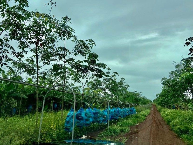 Ben trong trang trai trong chuoi hang nghin ha cua dai gia Doan Nguyen Duc-Hinh-8