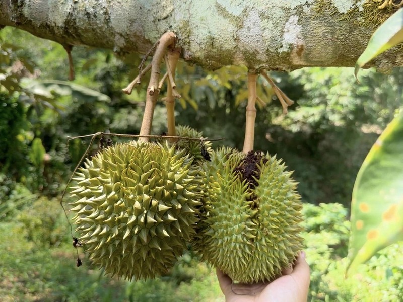 Những phát ngôn ấn tượng về sầu riêng của Bầu Đức - Hình 11 Nhung phat ngon an tuong ve sau rieng cua Bau Duc-Hinh-11