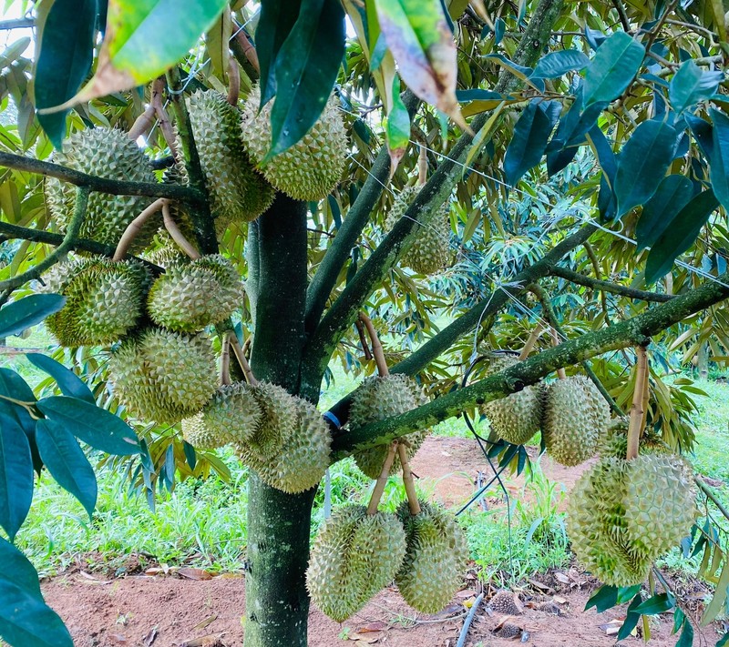 Những phát ngôn ấn tượng về sầu riêng của Bầu Đức - Hình 3 Nhung phat ngon an tuong ve sau rieng cua Bau Duc-Hinh-3