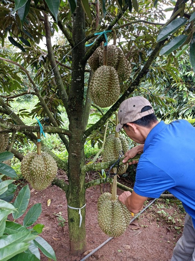Những phát ngôn ấn tượng về sầu riêng của Bầu Đức - Hình 4 Nhung phat ngon an tuong ve sau rieng cua Bau Duc-Hinh-4