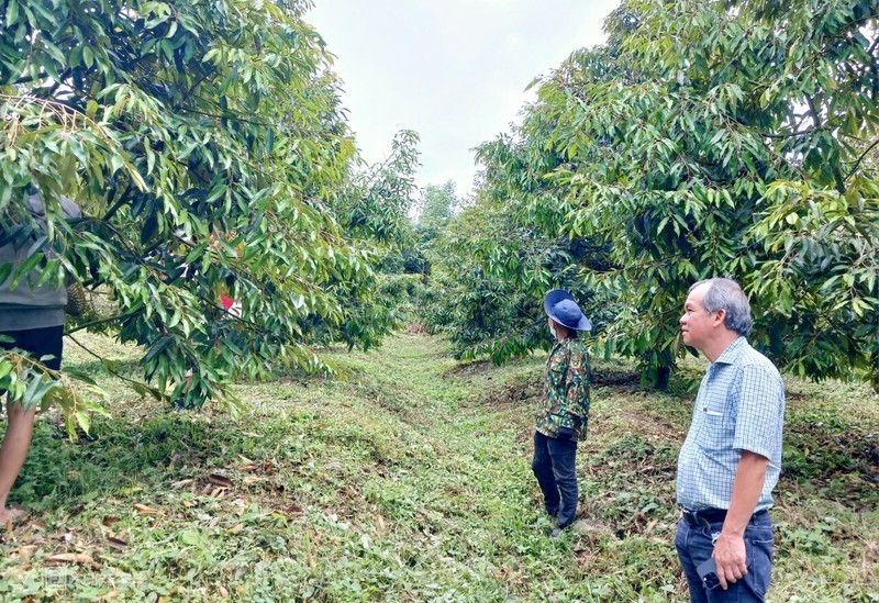Những phát ngôn ấn tượng về sầu riêng của Bầu Đức - Hình 8 Nhung phat ngon an tuong ve sau rieng cua Bau Duc-Hinh-8