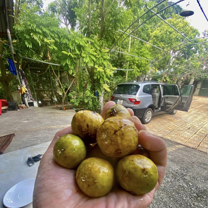 Nha vuon 10.000m2 day cay trai cua co nghe si Giang Coi-Hinh-4