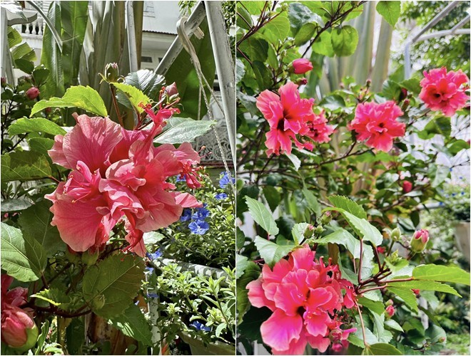 Vào xem khu biệt thự 1.400m2 đầy hoa thơm của người đẹp Vy Oanh - Hình 5 Vao xem khu biet thu 1.400m2 day hoa thom cua nguoi dep Vy Oanh-Hinh-5