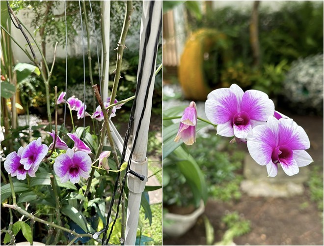 Vào xem khu biệt thự 1.400m2 đầy hoa thơm của người đẹp Vy Oanh - Hình 6 Vao xem khu biet thu 1.400m2 day hoa thom cua nguoi dep Vy Oanh-Hinh-6