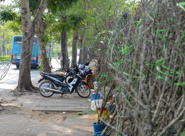 Nguoi Ha Noi chi tien trieu choi hoa le, man rung du chua Tet-Hinh-2