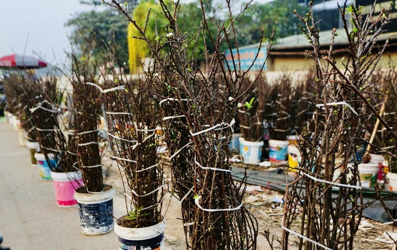 Nguoi Ha Noi chi tien trieu choi hoa le, man rung du chua Tet