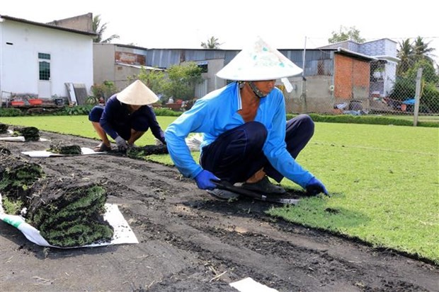 Nhung loai co dai giup nong dan doi doi-Hinh-7