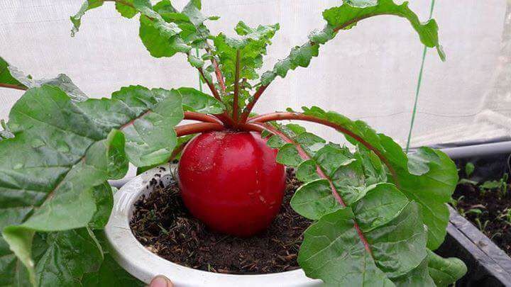 Can canh cac chau bonsai... rau gia vi dep ngan ngo-Hinh-4