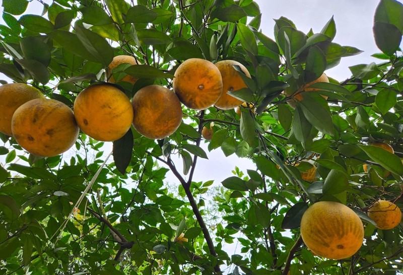 Can canh trai cay, dong vat 'tien vua' luon chay hang dip Tet