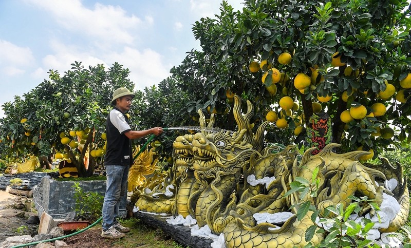 Xuat hien chau buoi hinh rong tram trieu duoc gioi nha giau san Tet