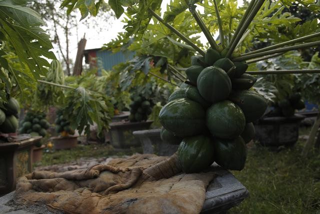 Den luot ddu du bonsai triu qua chao khach choi Tet-Hinh-10